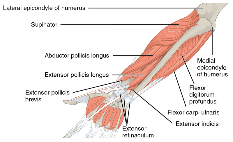 Wringer Page Forearm Muscles
