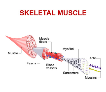 Science behind muscle wasting