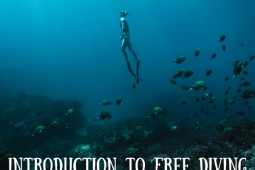 Introduction to Free Diving