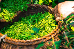 health benefits of tea